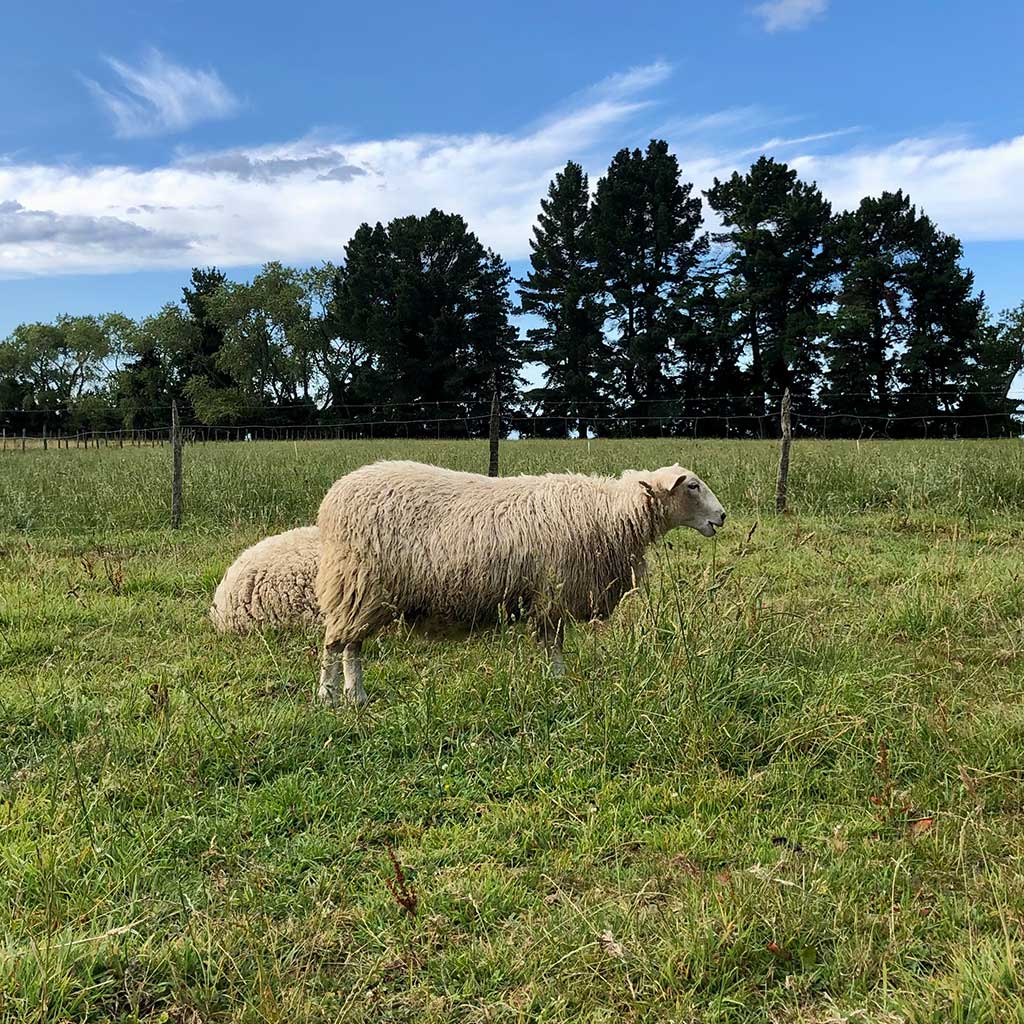 Guantes mitones de lana natural